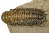 Detailed Crotalocephalina Trilobite - Atchana, Morocco #359523-3